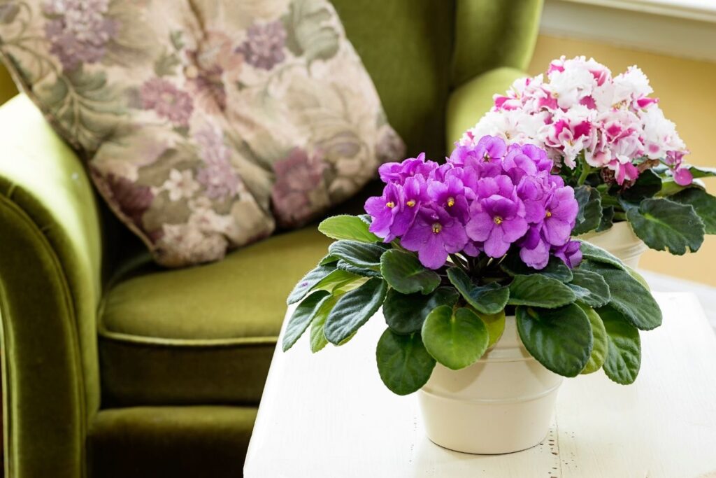 African violet with purple and white blooms in ceramic pots on a table