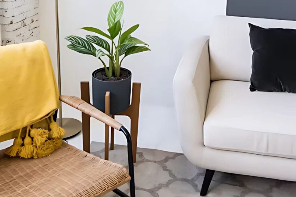 Aglaonema plant in a black pot on wooden stand beside a modern armchair and yellow throw
