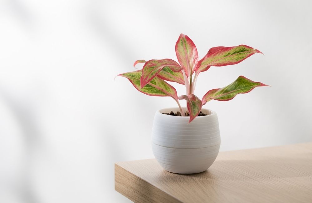 Chinese evergreen plant with pink and green variegated leaves in white pot on wooden table