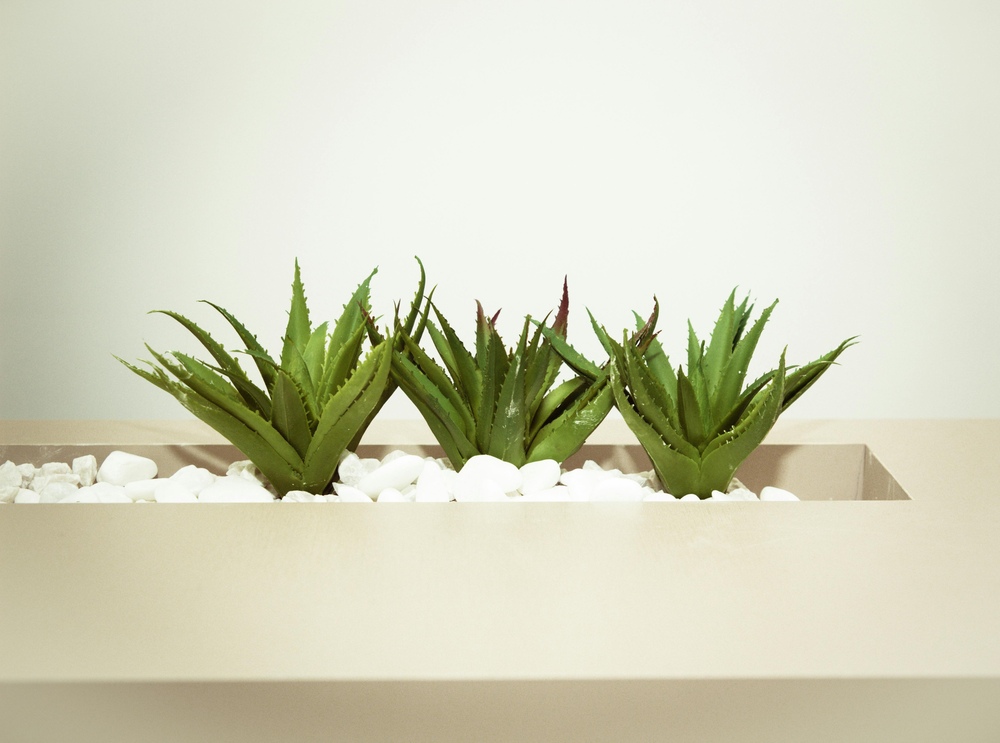 A row of Aloe Vera plants in a modern beige planter with white decorative stones