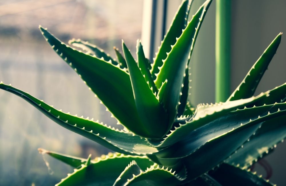 Close-up of aloe vera plant with spiky green leaves near a sunlit window