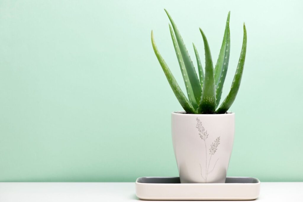 Aloe vera plant in a decorative white pot on a light green background