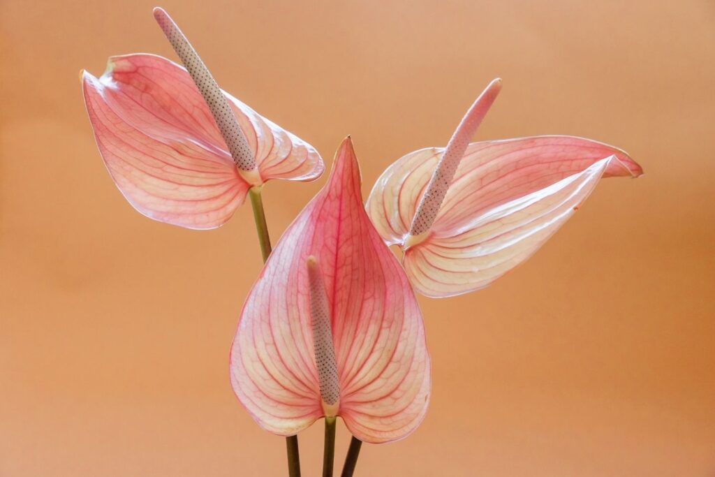 Close-up of pink Anthurium flowers with waxy spathes on orange background