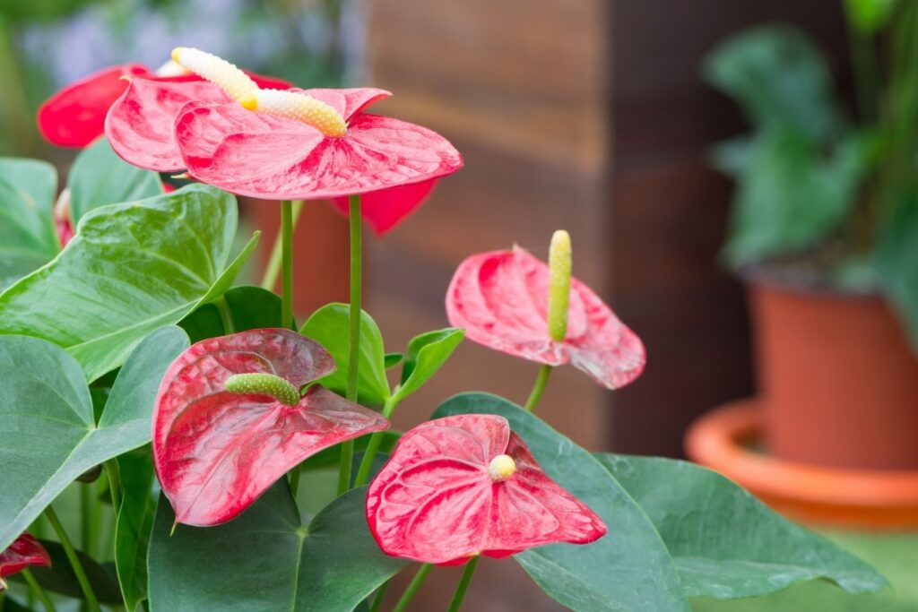 Close-up of red anthurium flowers with heart-shaped leaves
