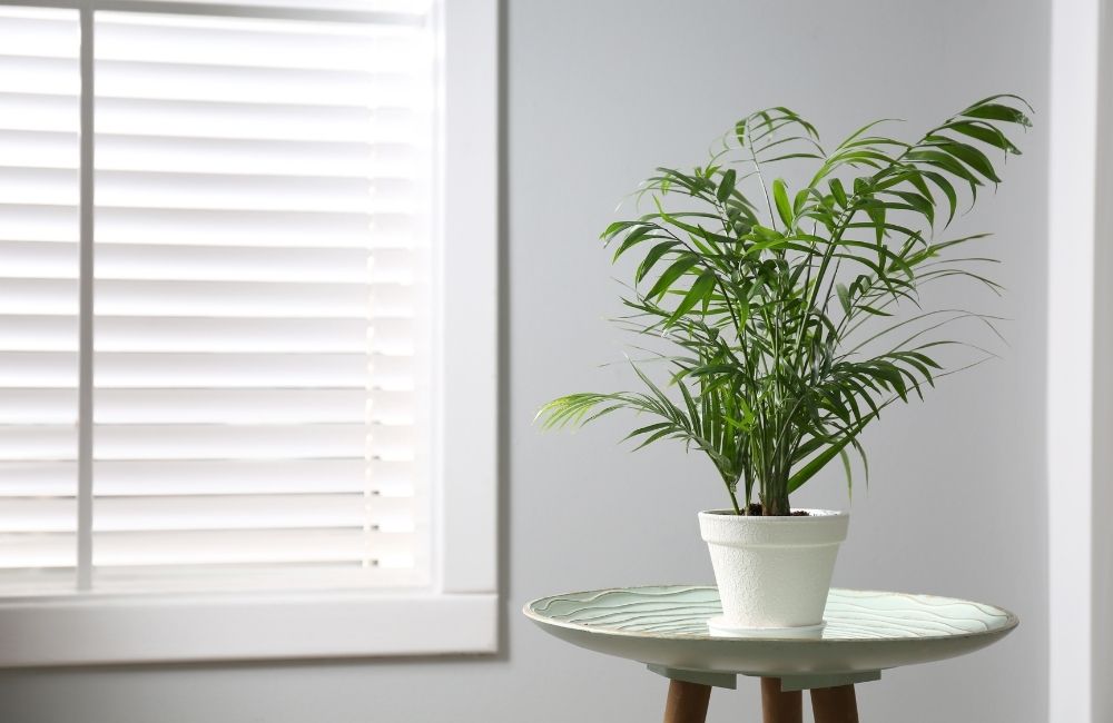 Areca Palm in a white pot placed on a small table near window blinds