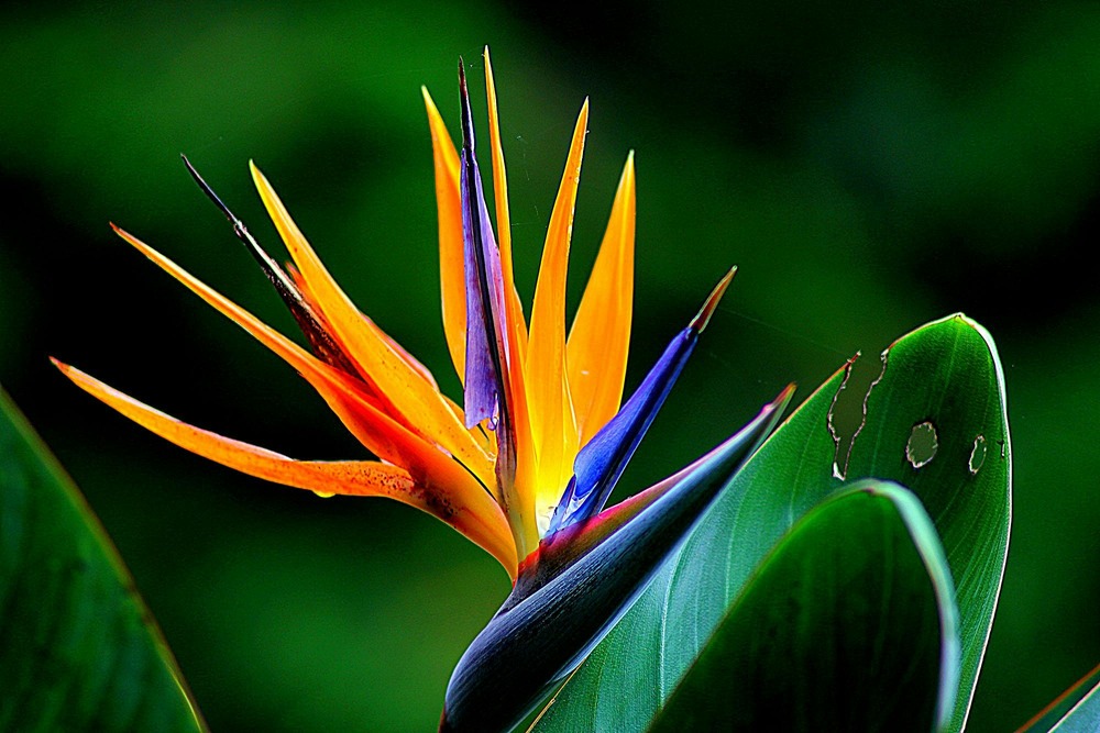 Close-up of Bird of Paradise tropical flower with vibrant orange and purple petals