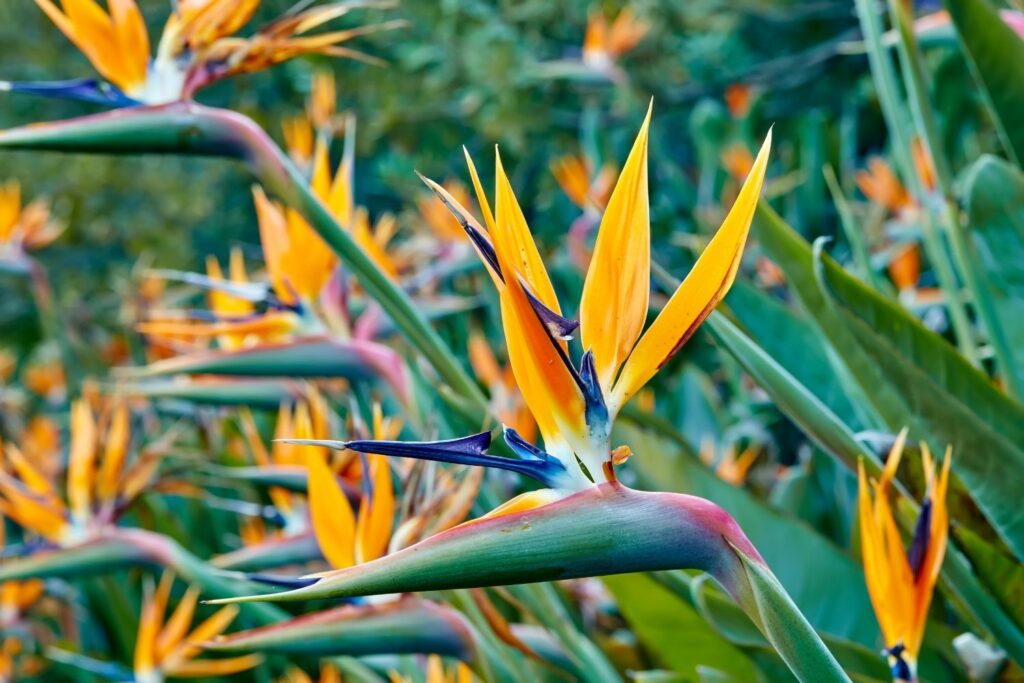 bird-of-paradise-indoor-plant.jpg