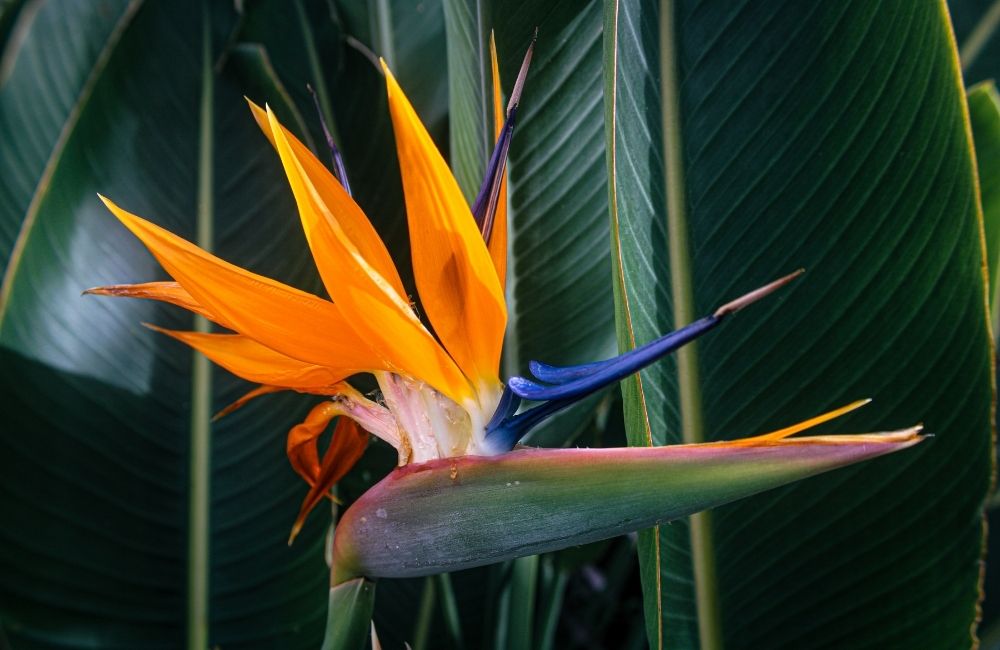 Close-up of Bird of Paradise flower with vibrant orange and purple petals against large green tropical leaves
