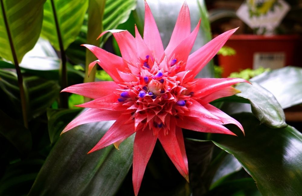 Pink bromeliad flower with glossy green leaves in indoor setting