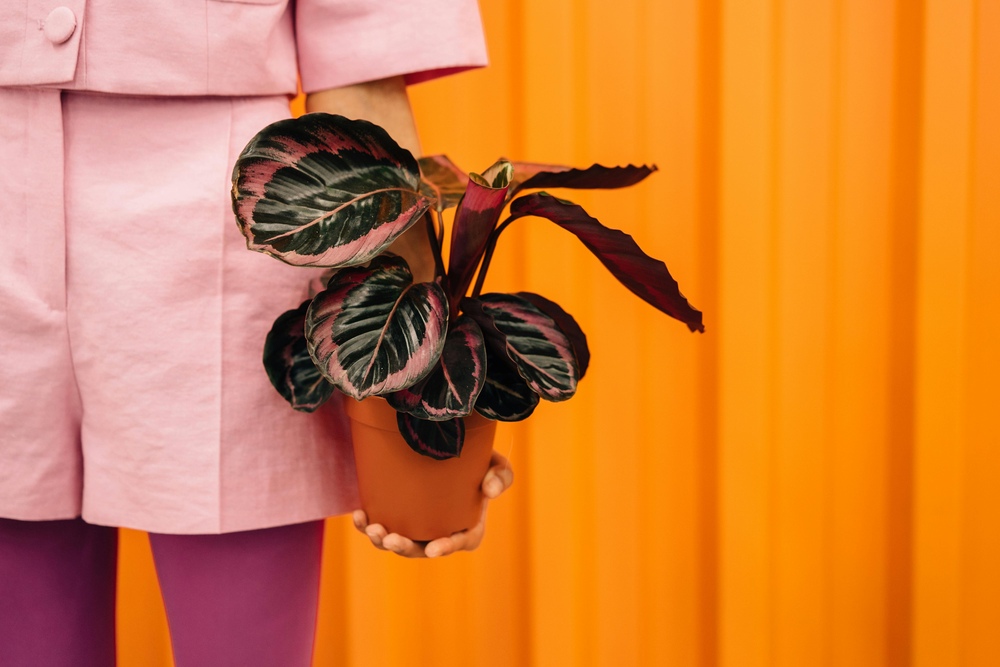 Calathea Roseopicta houseplant with dark green and pink patterned leaves in a terracotta pot