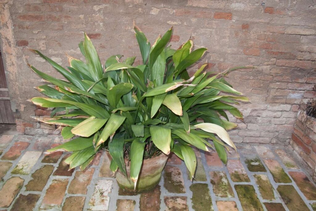 Large Cast Iron Plant with wide, glossy green leaves placed in a rustic pot on a brick patio