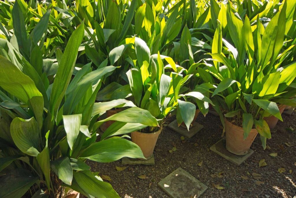 Multiple cast iron plants growing in terracotta pots placed on gravel