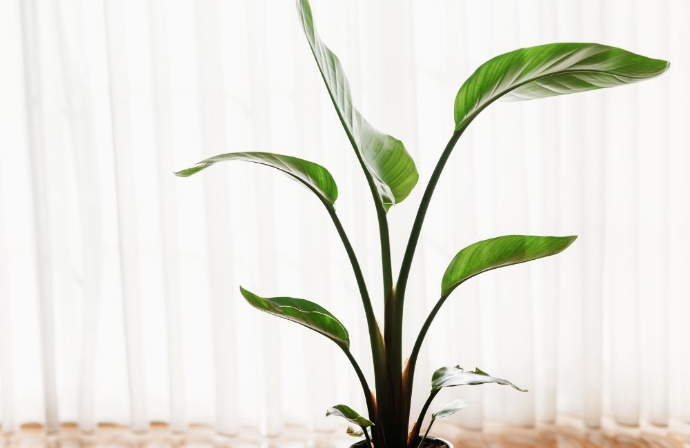 Tall cast iron plant standing in front of sheer curtains with soft natural light