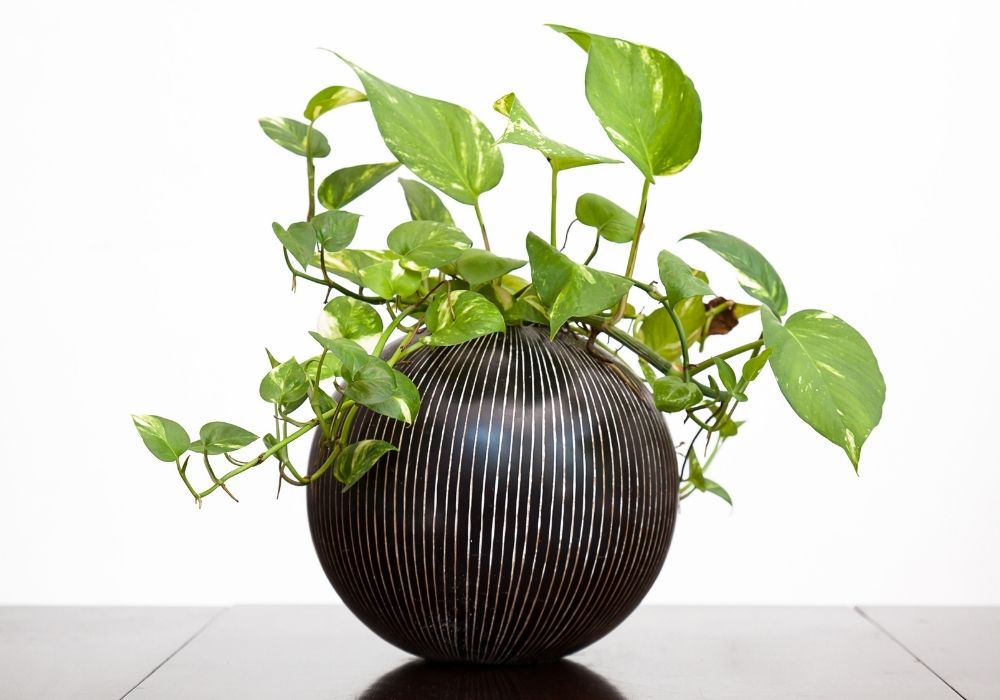 Cebu Blue Pothos vine with shiny blue-green leaves in a decorative black pot