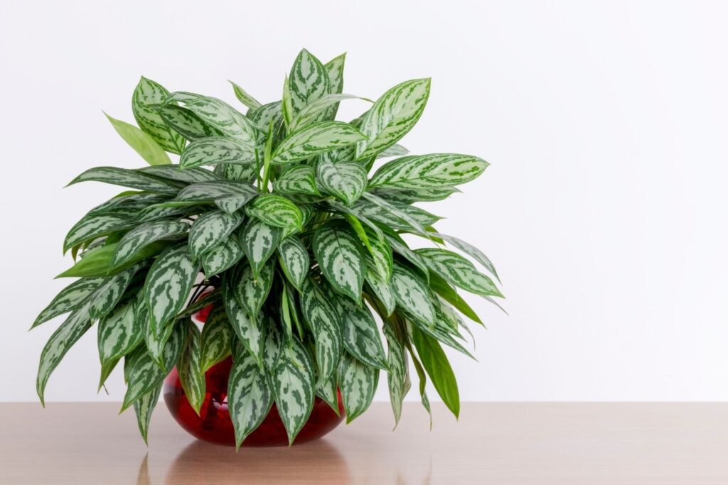 Chinese evergreen plant with silver-patterned leaves in a red glass pot