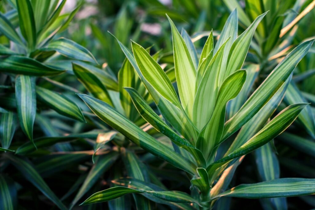 Close-up of Dracaena fragrans leaves in soft tropical light