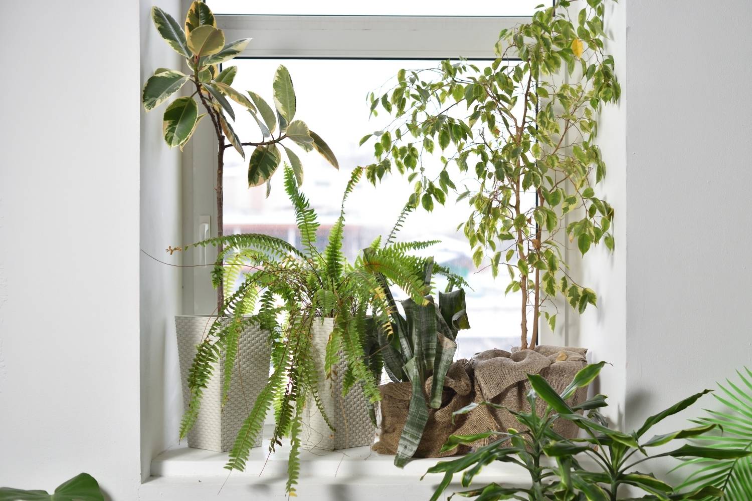 A bright windowsill filled with various large indoor plants including ferns, rubber plant, and snake plant in stylish planters