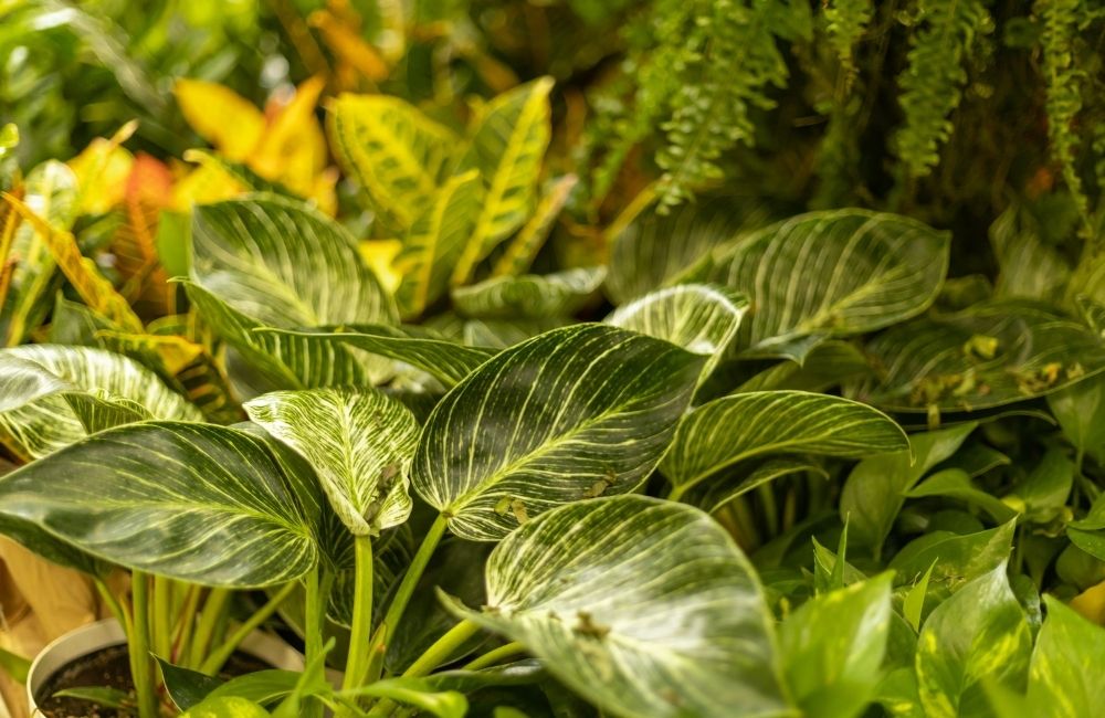 Dieffenbachia plant with large green leaves streaked with creamy white veins