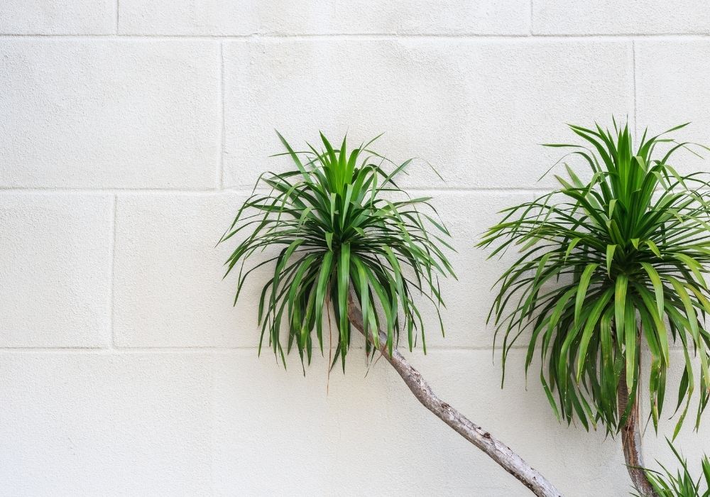 Two Dracaena Marginata (Dragon Trees) with slim trunks and spiky leaves growing against a minimalist white wall