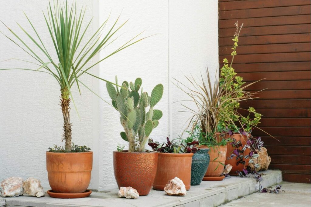 Dracaena marginata in a terracotta pot with other desert and indoor plants beside a white wall