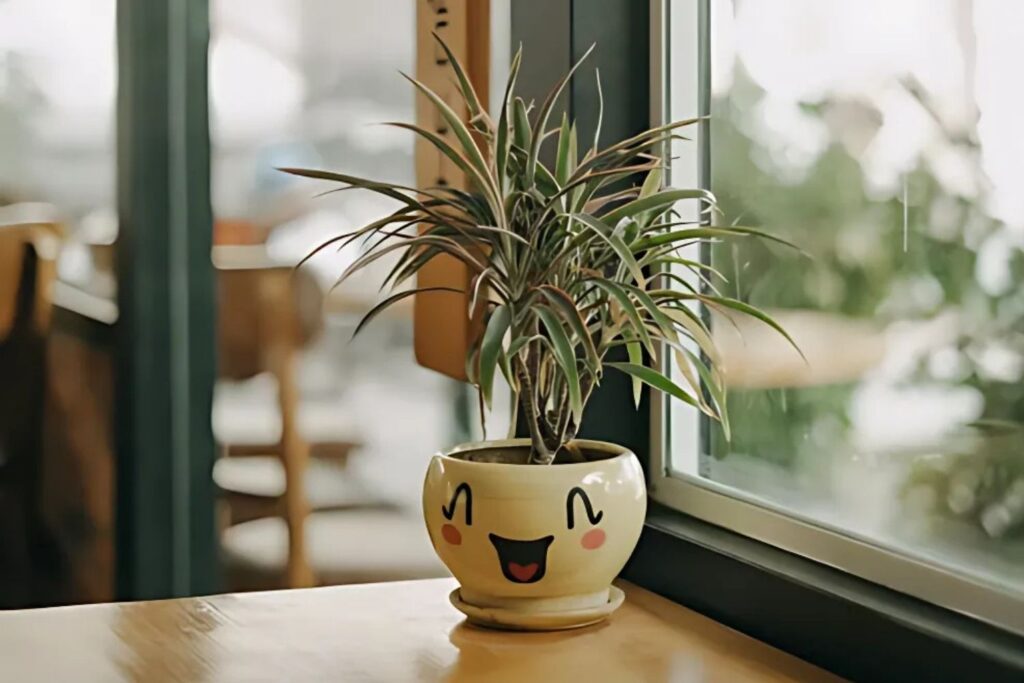 Dracaena Marginata plant in a cute pot by a window with soft indirect light