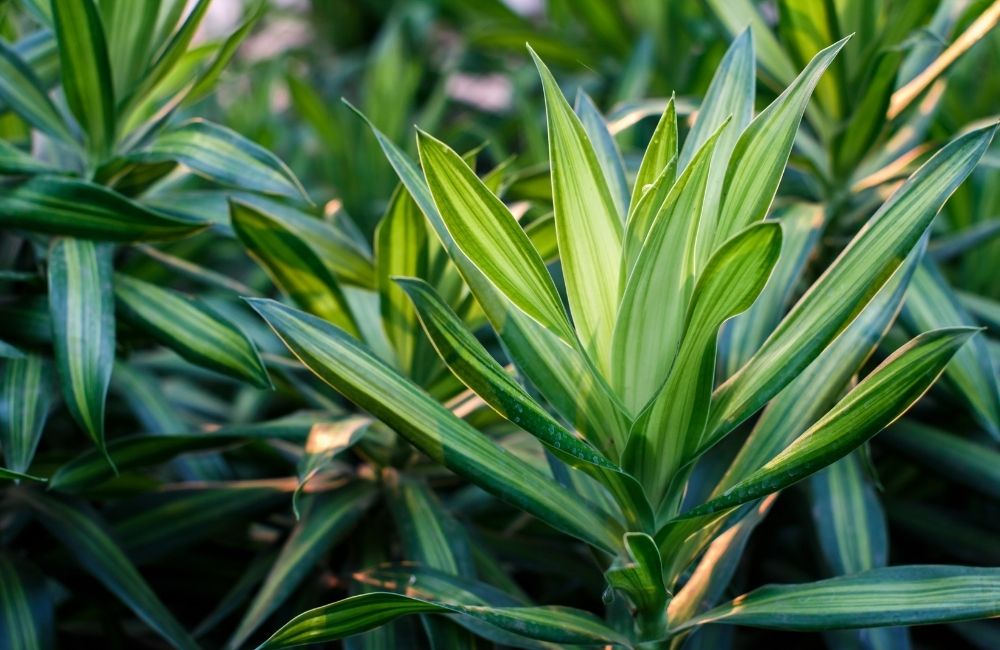 Cluster of Dracaena plants with long striped green leaves in natural sunlight