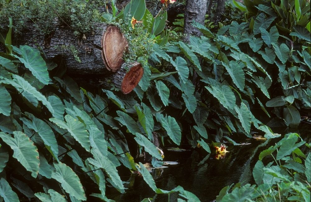 Colocasia Elephant Ear plants with huge green leaves growing along a stream