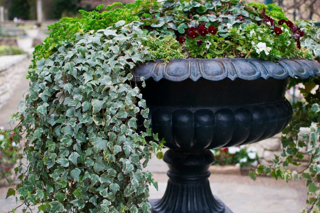 Trailing English ivy in a large black planter overflowing with leaves