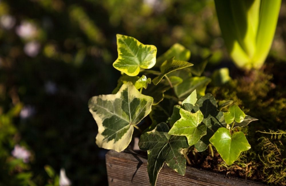 English Ivy with variegated green leaves growing in a shaded planter