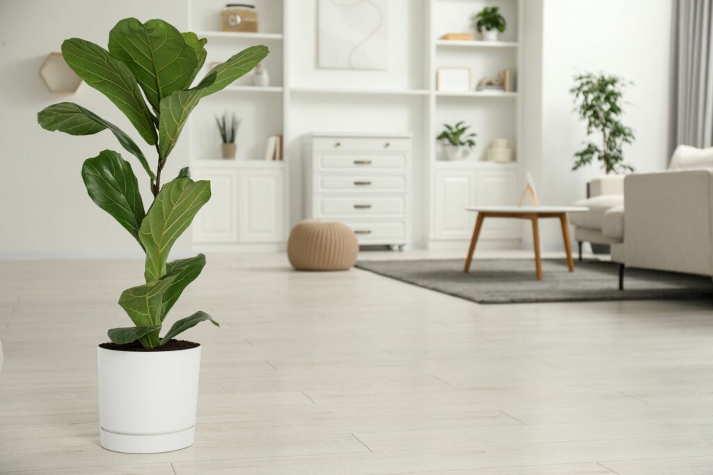 Fiddle Leaf Fig in a white pot placed in a modern minimalist living room with white shelves and wooden floor