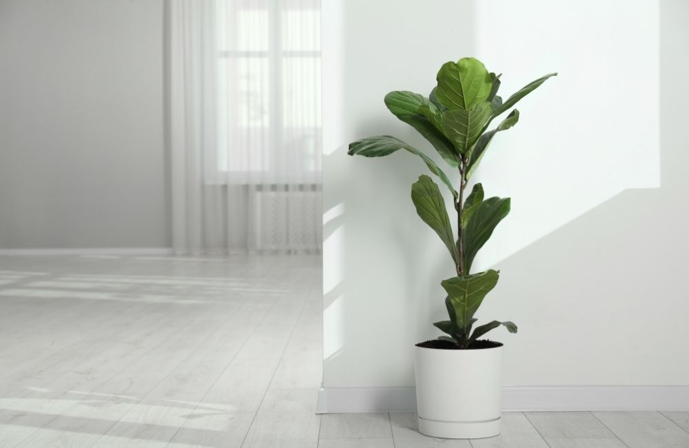 Fiddle Leaf Fig with large violin-shaped leaves placed in a white minimalist interior