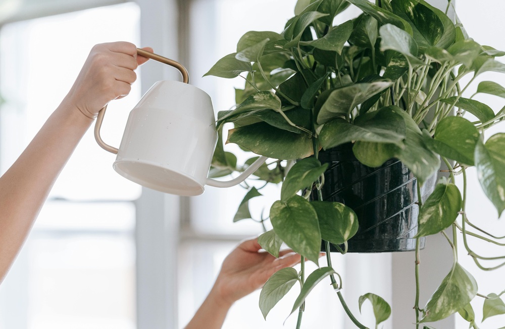 Person watering a hanging Golden Pothos plant in a bright indoor space