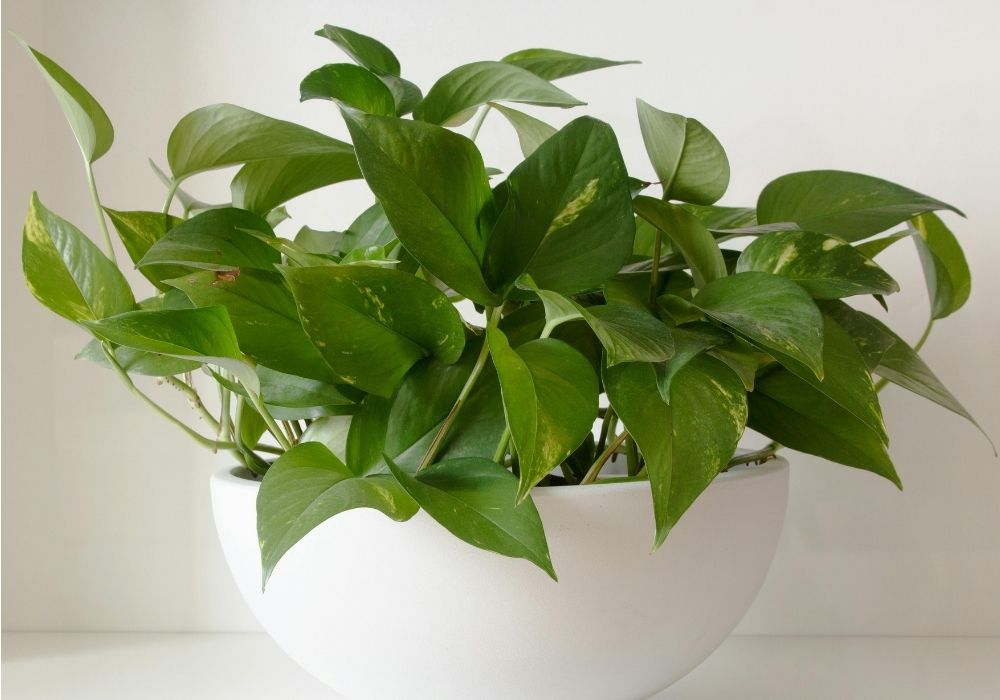 Golden pothos vine plant with heart-shaped leaves in a white ceramic bowl