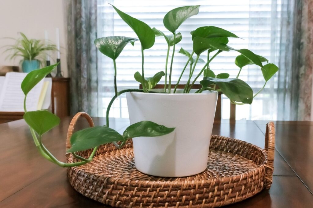 Golden pothos in white pot with trailing vines on a woven tray