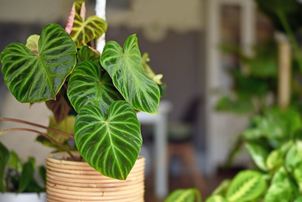 Close-up of heartleaf philodendron with dark green velvet leaves and bright veining in a wicker pot