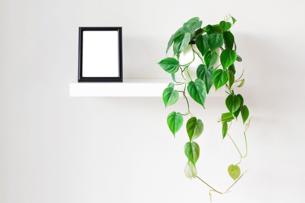 Heartleaf philodendron trailing from a white pot on a minimalist floating shelf