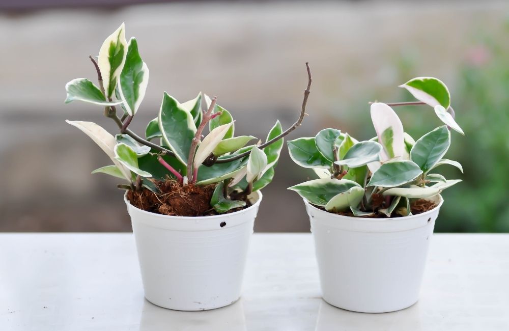 Variegated Hoya Carnosa with pink and white edges growing in white pots