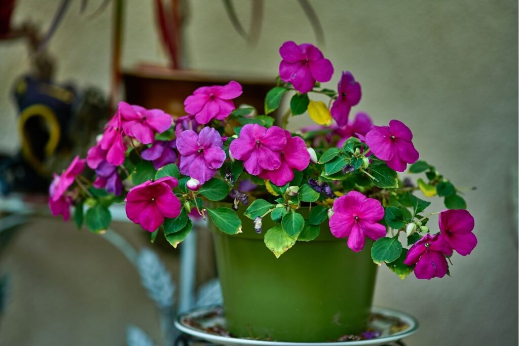 Pink impatiens flowers in a green pot placed in a shaded indoor corner
