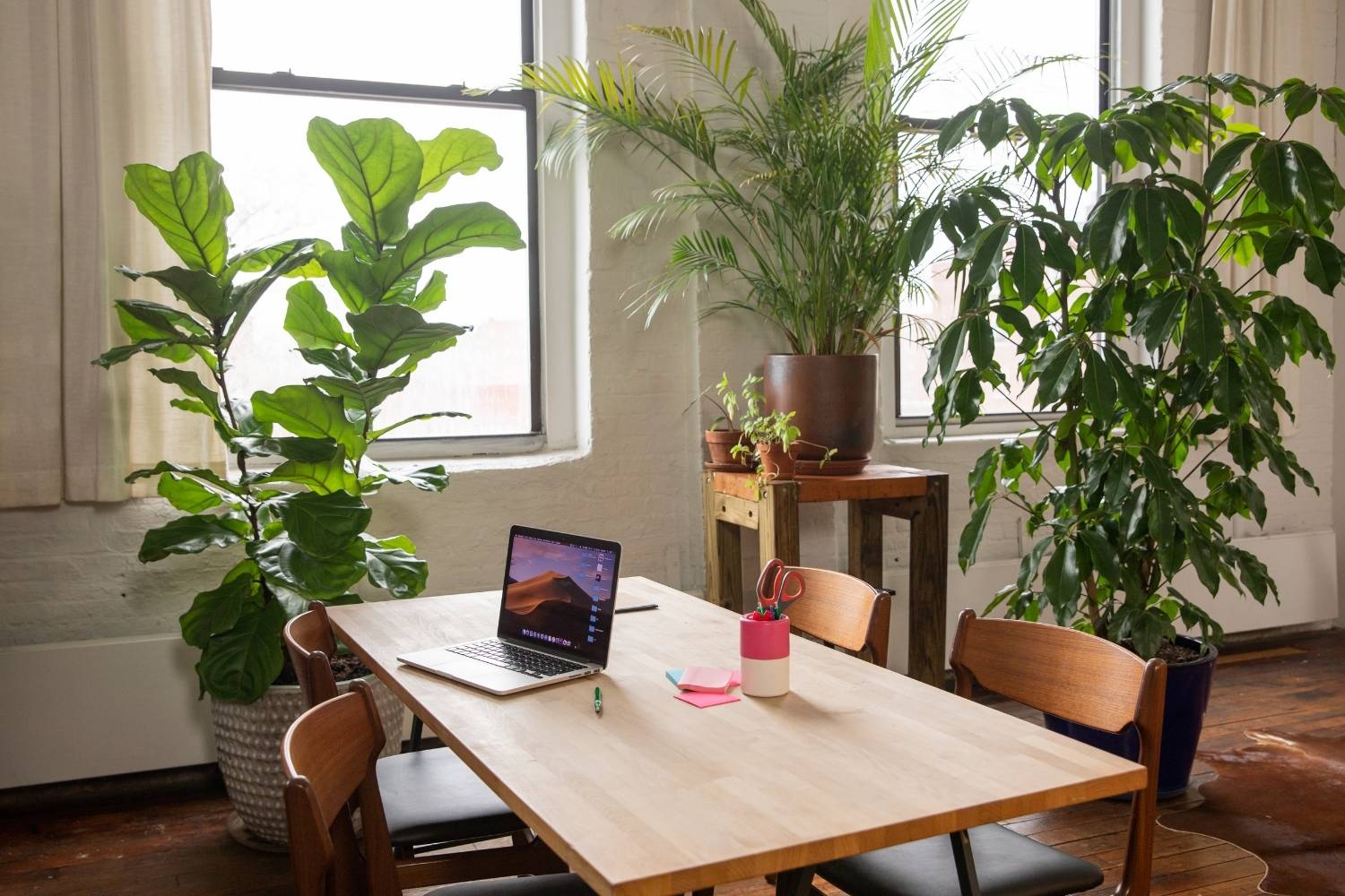 Modern home office with large indoor plants near windows