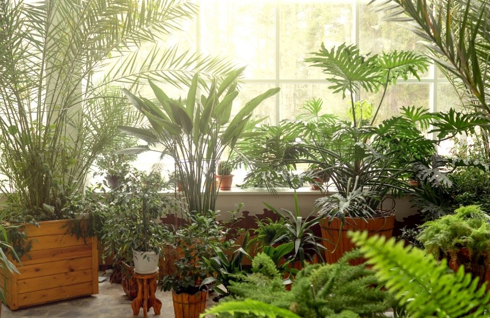 Lush indoor jungle with various tropical plants basking in sunlight near large window