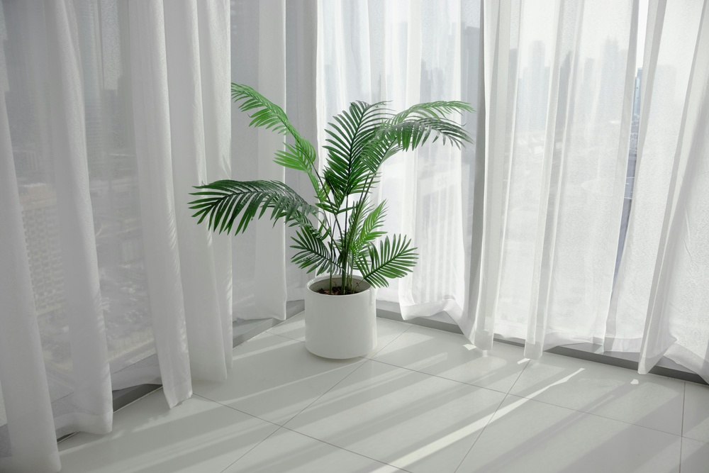 Indoor palm plant in a white pot near sheer curtains
