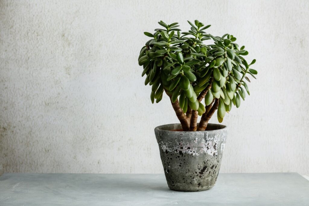 Mature jade plant with thick stems and rounded green leaves in a weathered cement pot