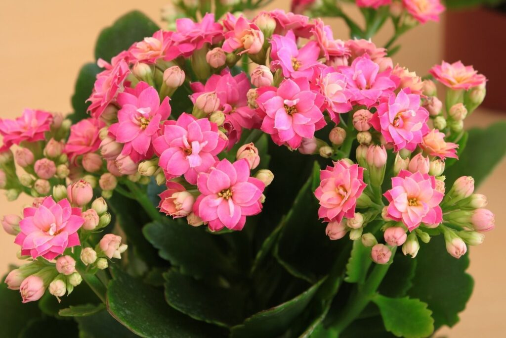 Pink Kalanchoe flowers blooming in dense clusters with succulent leaves