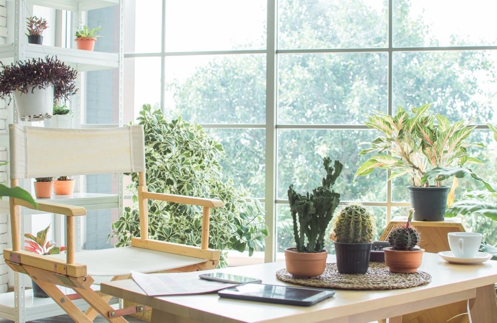 Bright indoor corner with low maintenance plants like cactus, aglaonema, and pothos
