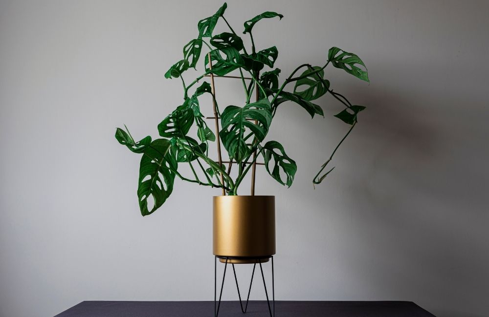 Monstera Adansonii plant with fenestrated leaves in a modern gold planter