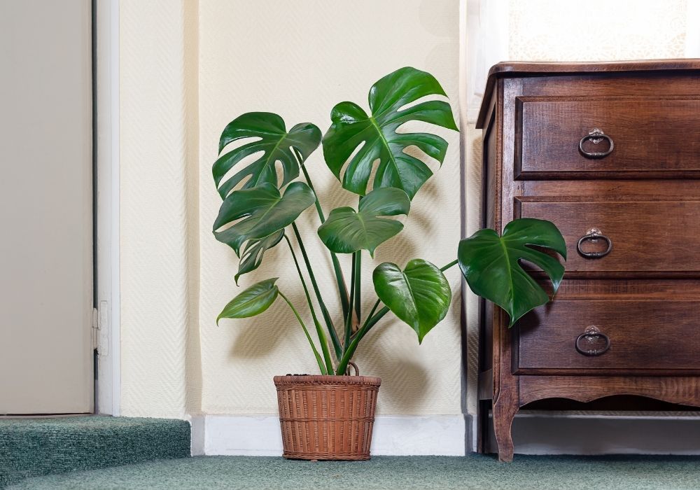 Monstera Deliciosa plant with large split leaves placed in a wicker basket next to a wooden drawer