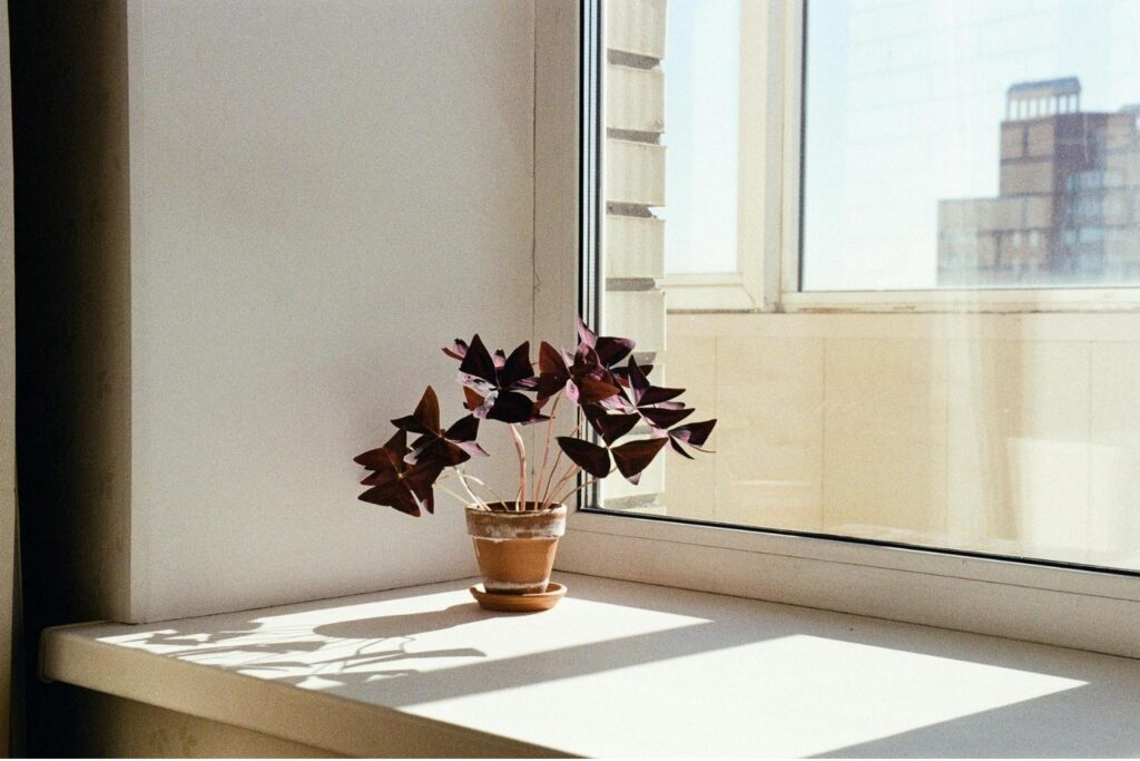 Purple shamrock (Oxalis) in a clay pot on a sunny windowsill