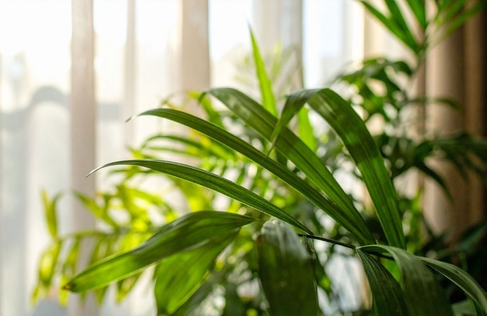 Close-up of parlor palm leaves with soft sunlight through curtains