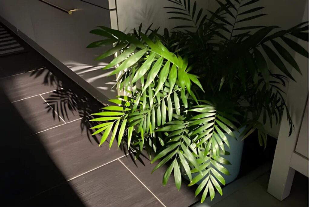 Parlor Palm in a shaded modern interior corner with soft lighting