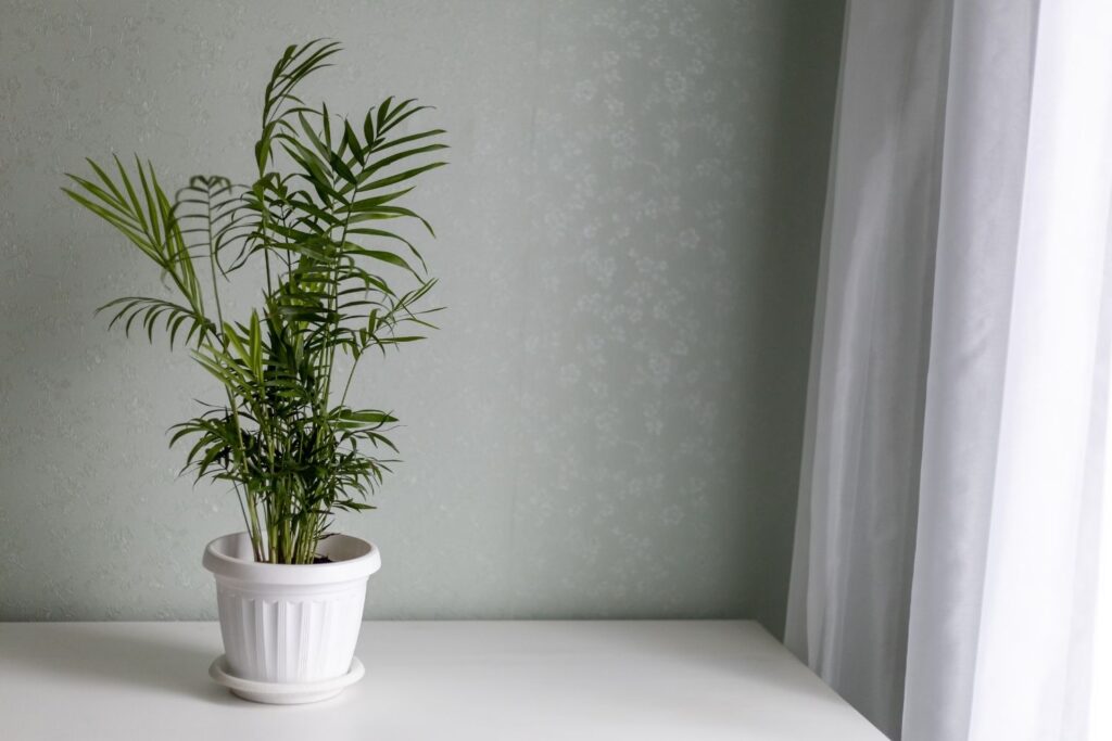 Parlor palm in a white pot placed on a table near soft window light